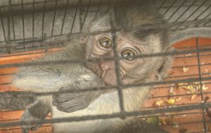 Infant macaque in captivity, Indonesia; Action for Primates/Animal Friends Jogja